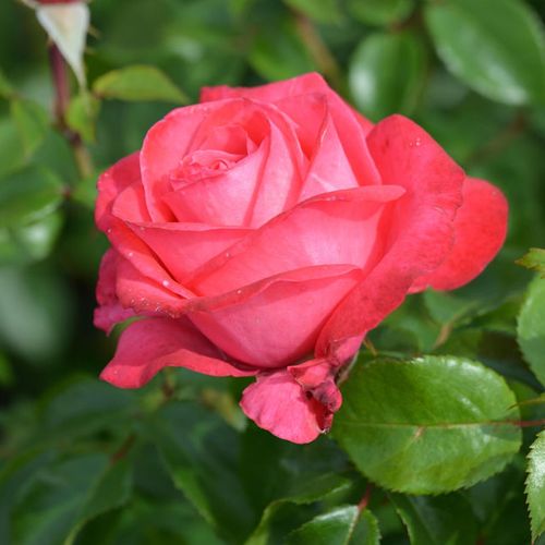 Rosa Cherry Lady® - ružová - Stromkové ruže s kvetmi čajohybridovstromková ruža s rovnými stonkami v korune